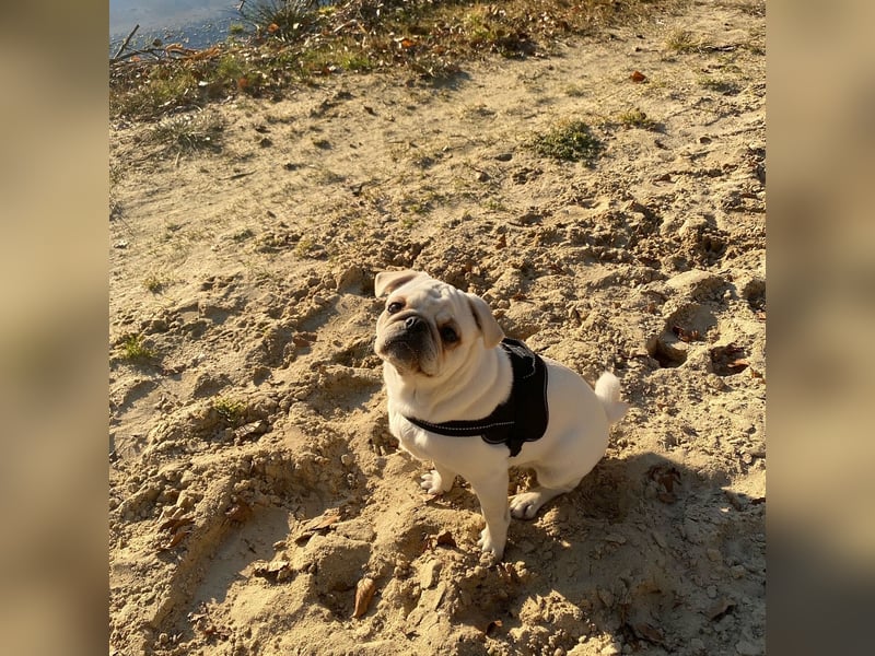 Deckrüde Mops