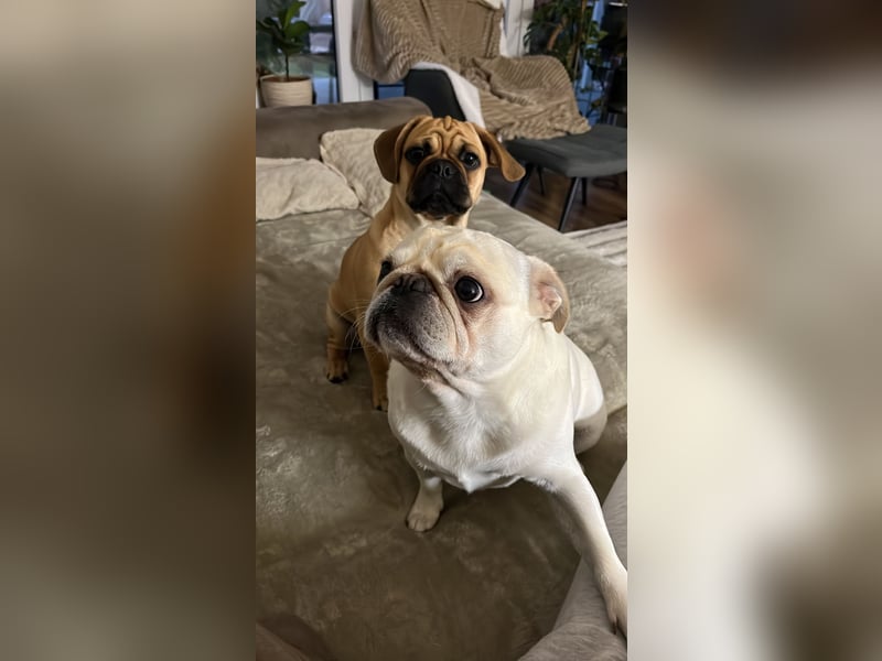 Deckrüde Mops