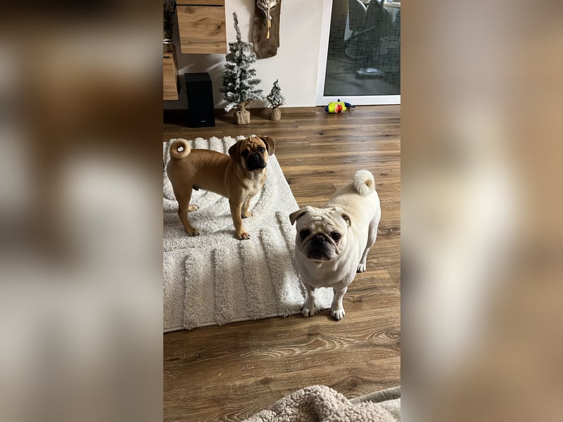 Deckrüde Mops
