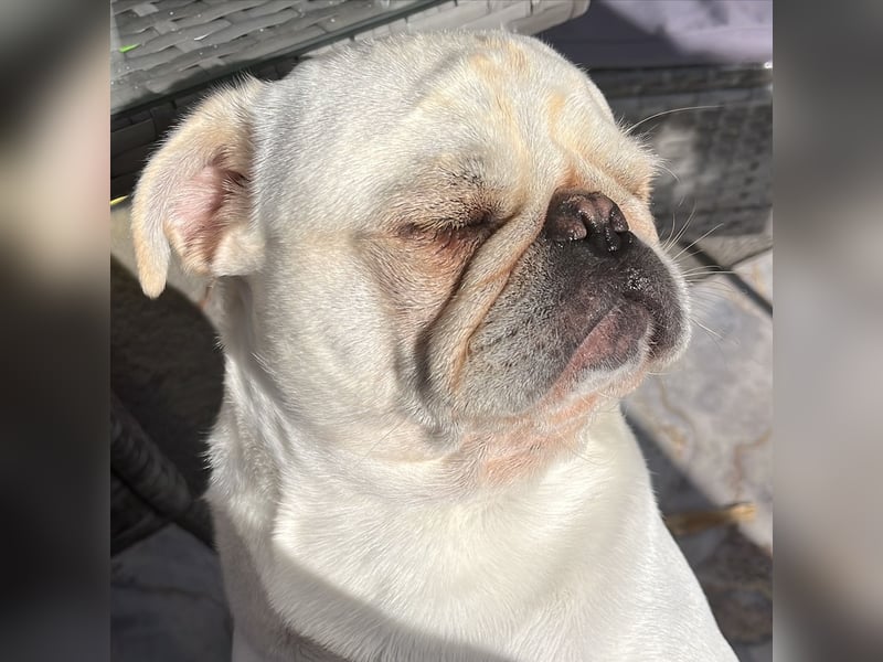 Deckrüde Mops