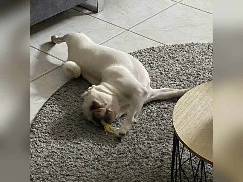 Deckrüde Mops