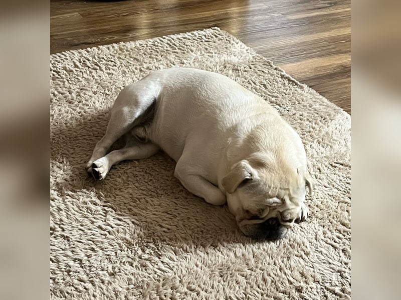 Deckrüde Mops