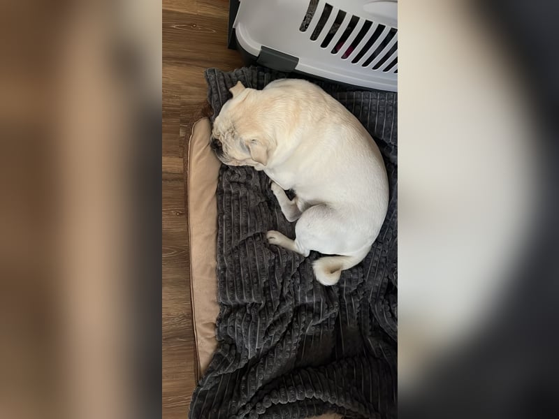 Deckrüde Mops
