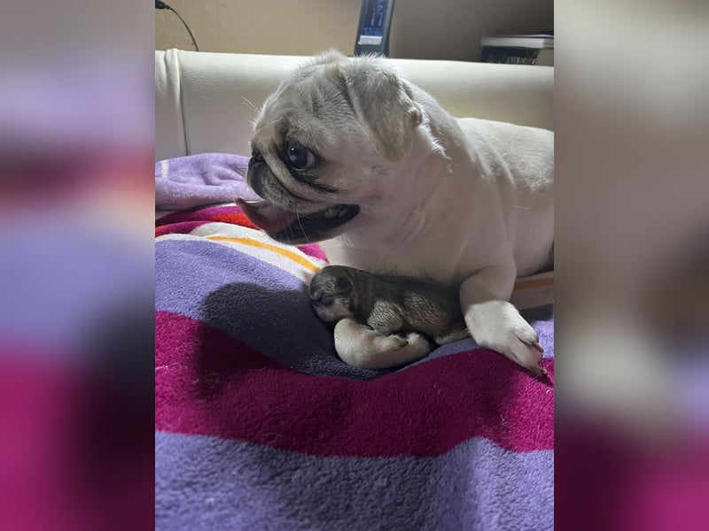 Mops Welpen