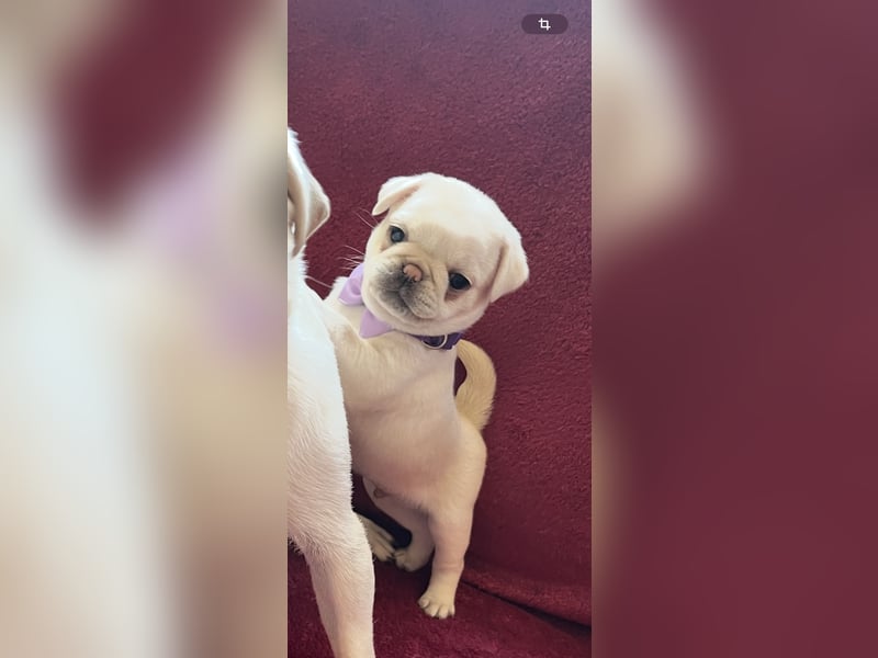 Mops Welpen ( noch 2 Rüde)