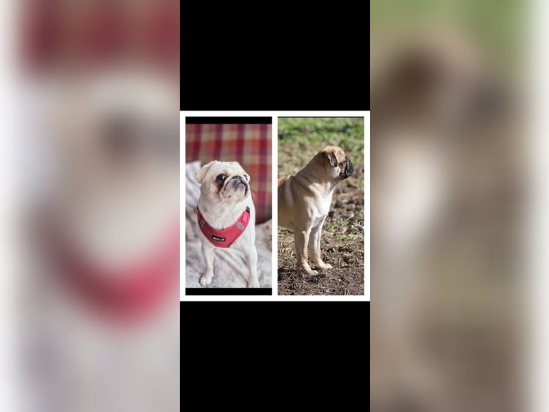 Mops Welpen