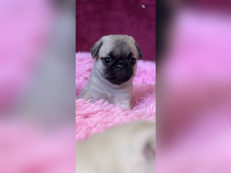 Mops Welpen ( noch 2 Rüde)