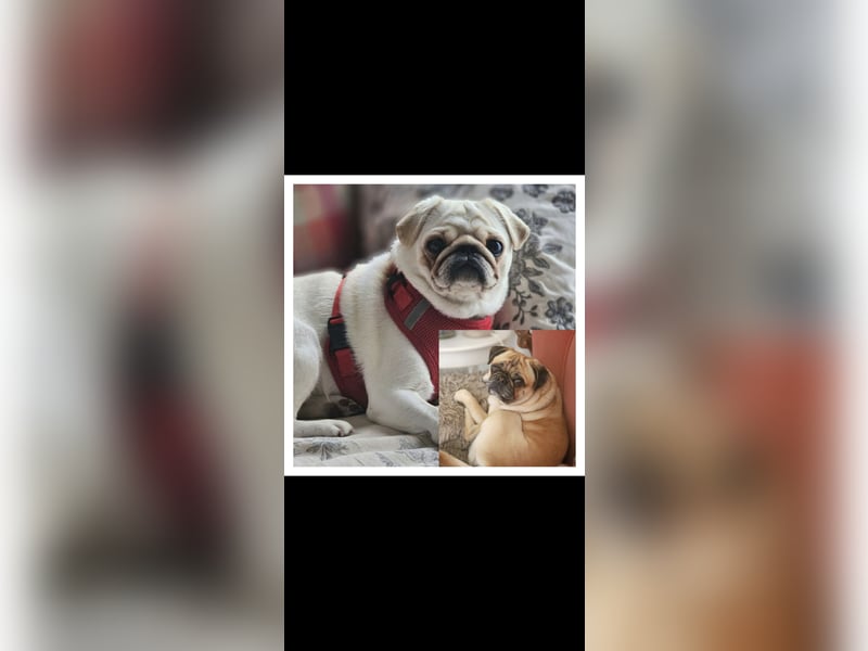 Mops Welpen