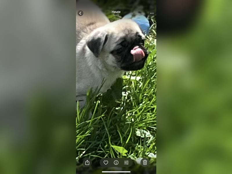 Mops Welpen ( noch 2 Rüde)