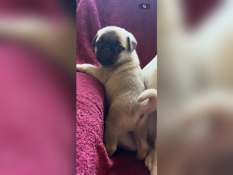 Mops Welpen ( noch 2 Rüde)