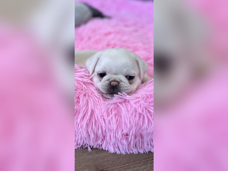 Mops Welpen ( noch 2 Rüde)