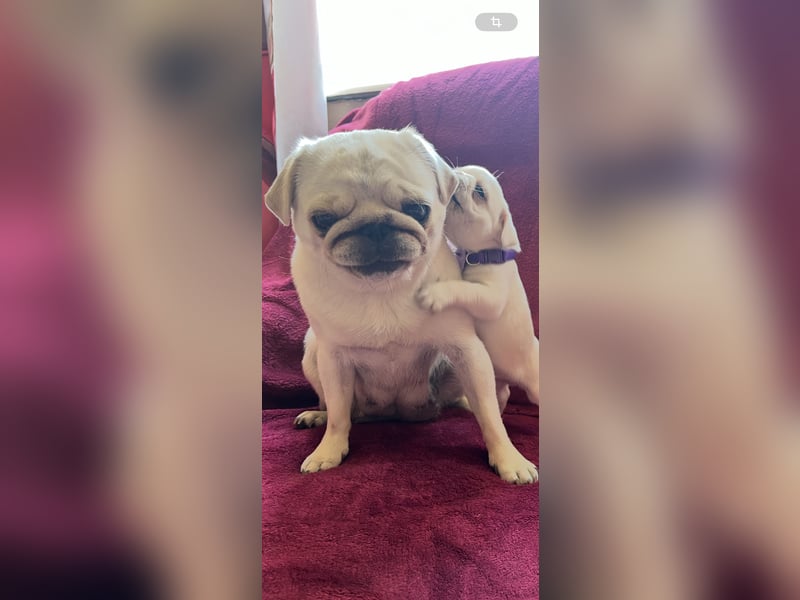 Mops Welpen ( noch 2 Rüde)