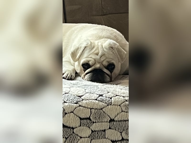 Mops Welpen