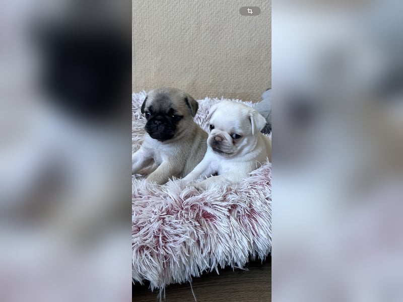 Mops Welpen ( noch 2 Rüde)