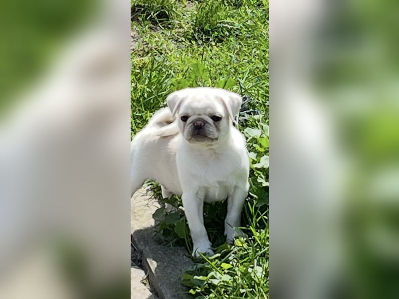 Mops Welpen ( noch 2 Rüde)