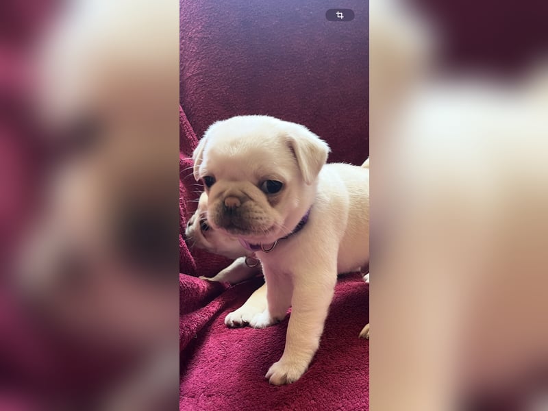 Mops Welpen ( noch 2 Rüde)