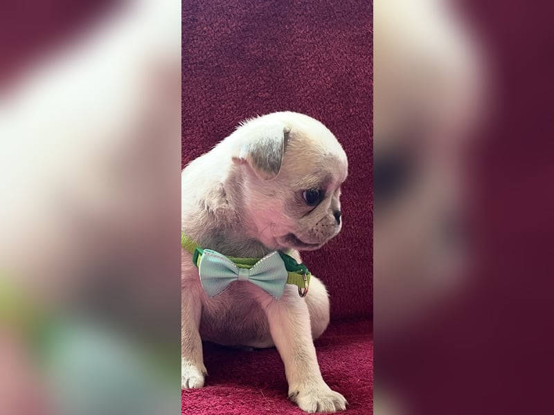 Mops Welpen ( noch 2 Rüde)