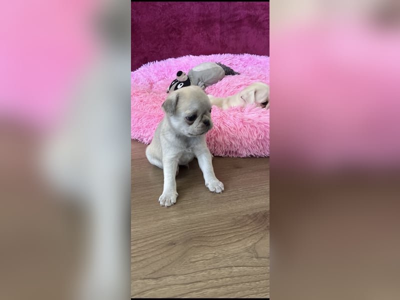 Mops Welpen ( noch 2 Rüde)