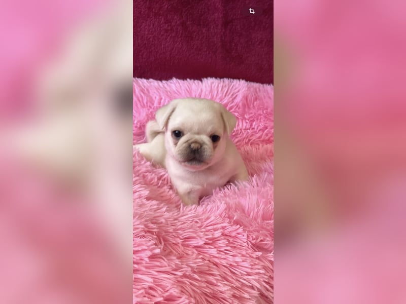 Mops Welpen ( noch 2 Rüde)