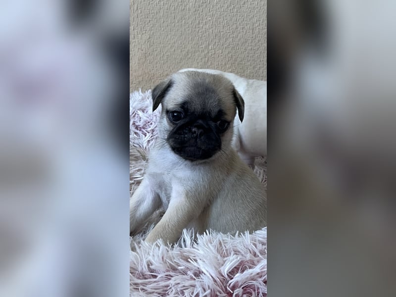 Mops Welpen ( noch 2 Rüde)