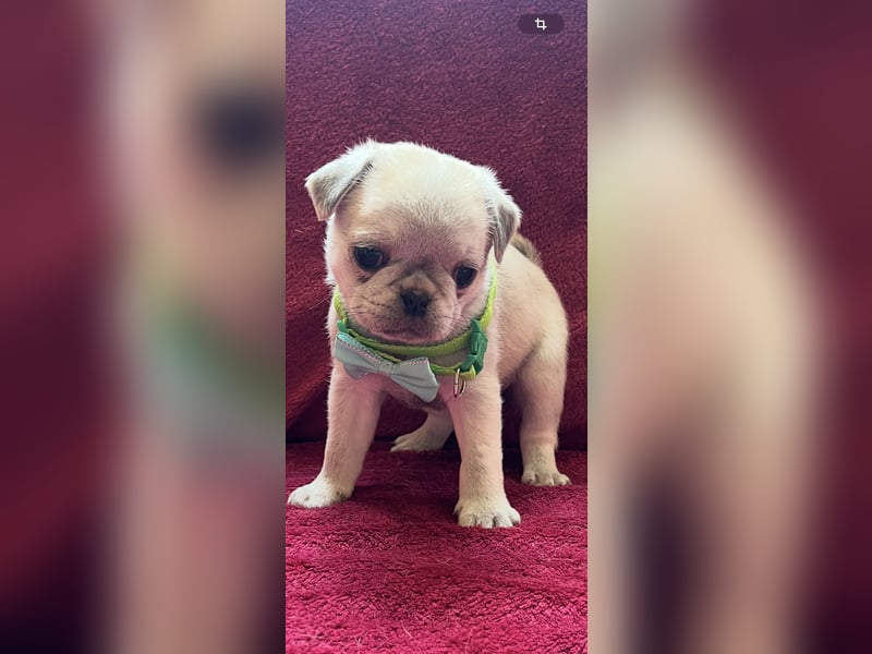 Mops Welpen ( noch 2 Rüde)