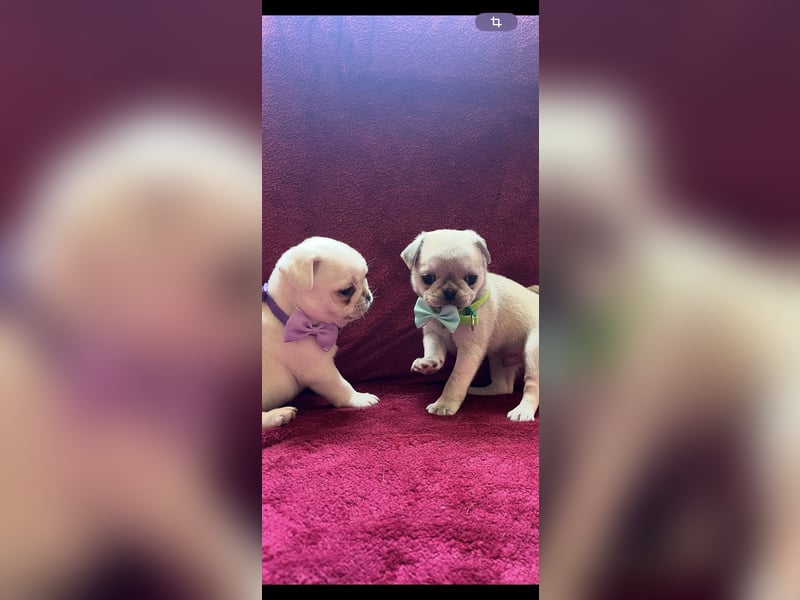 Mops Welpen ( noch 2 Rüde)