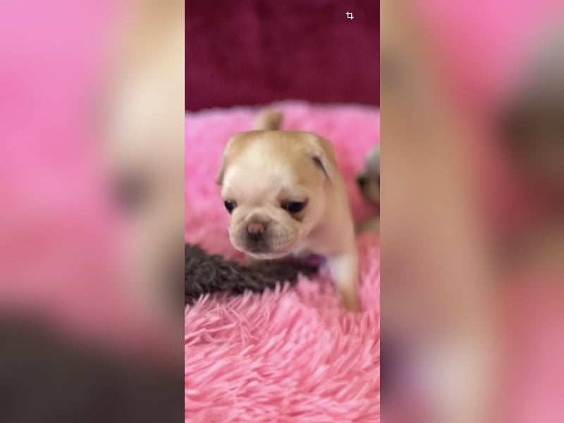 Mops Welpen ( noch 2 Rüde)