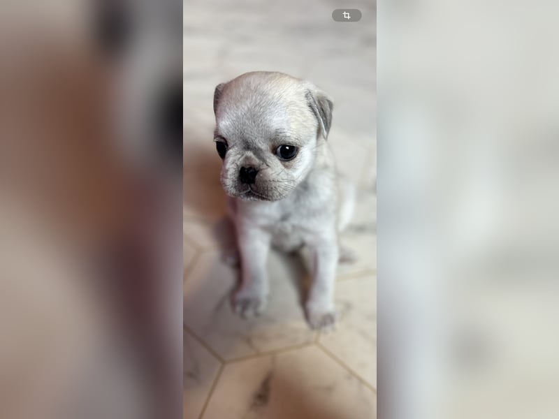 Mops Welpen ( noch 2 Rüde)