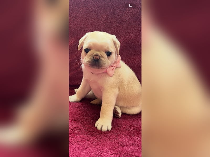 Mops Welpen ( noch 2 Rüde)