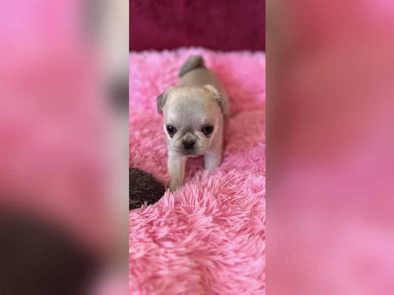 Mops Welpen ( noch 2 Rüde)