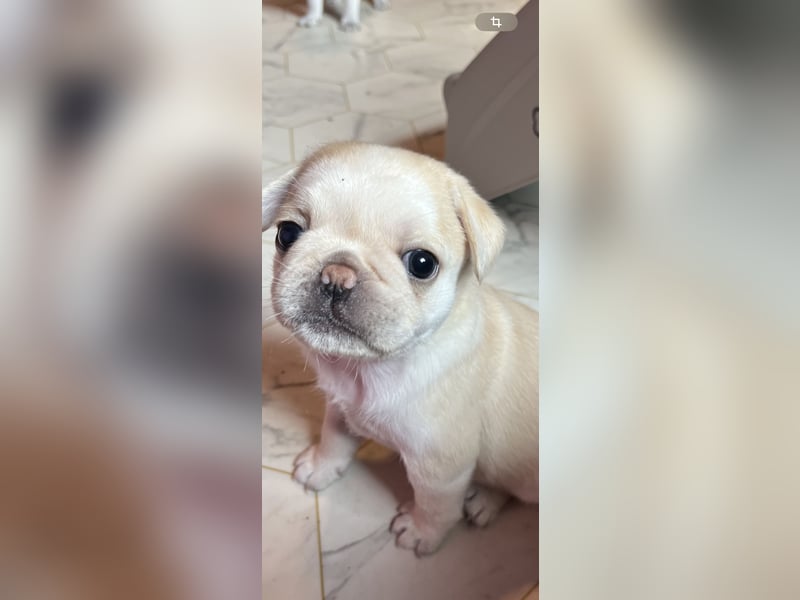 Mops Welpen ( noch 2 Rüde)