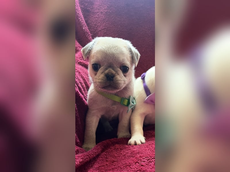Mops Welpen ( noch 2 Rüde)