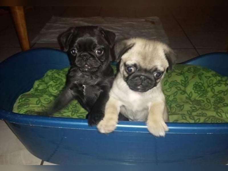 Reinrassige Kitz-Mops-Welpen jetzt fertig