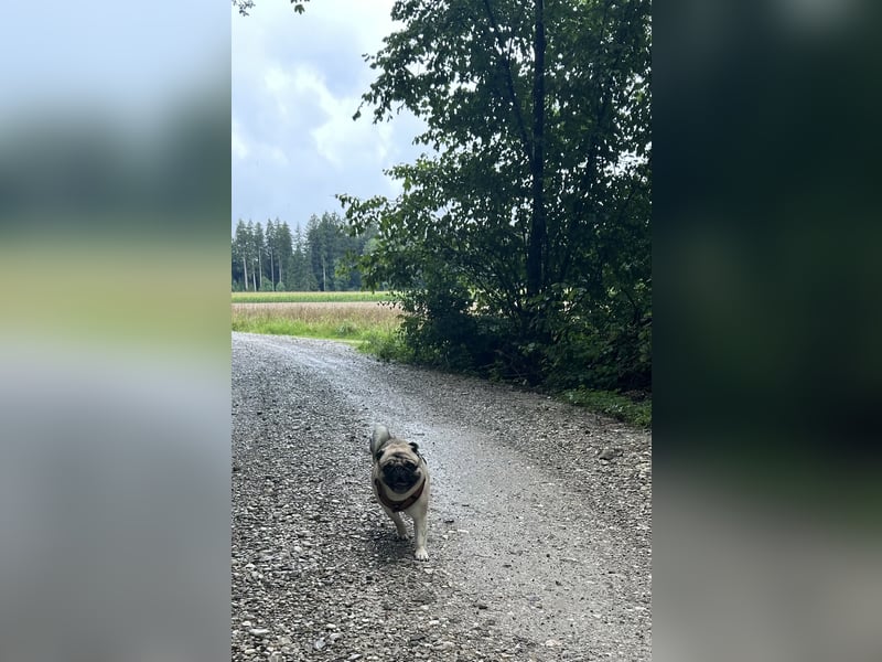 Karl sucht ein neues Zuhause