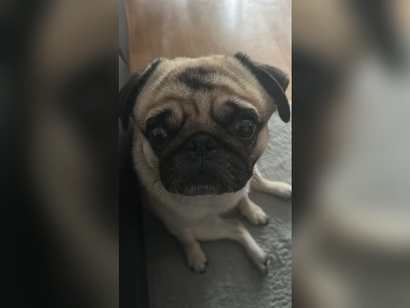 Karl sucht ein neues Zuhause
