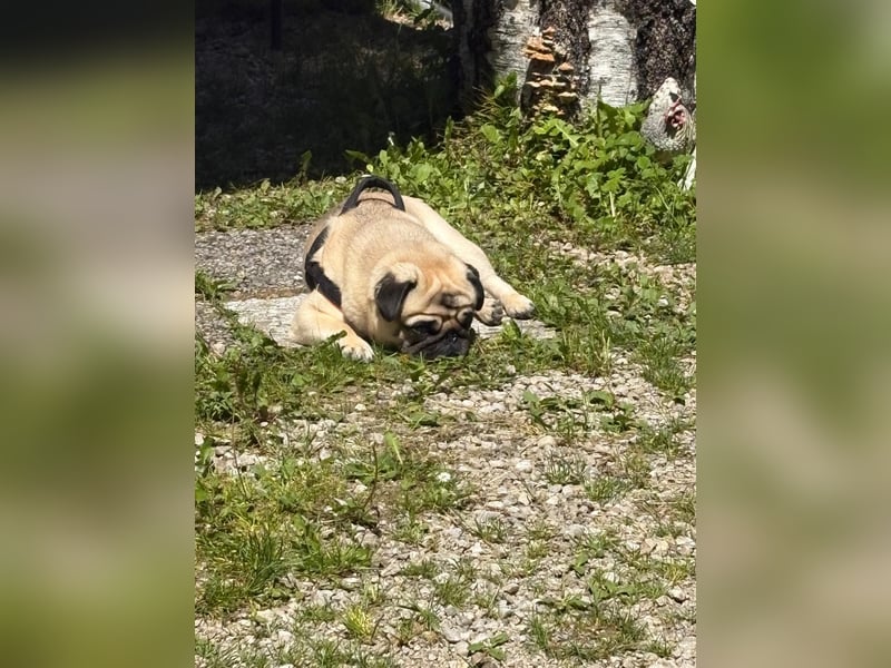 Karl sucht ein neues Zuhause