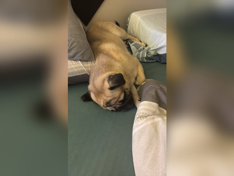 Karl sucht ein neues Zuhause