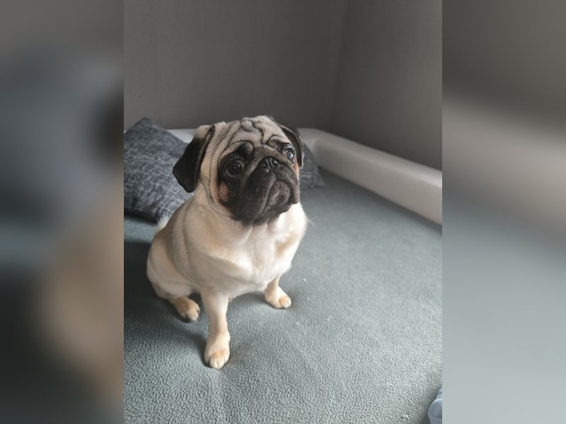 Mops Rüde