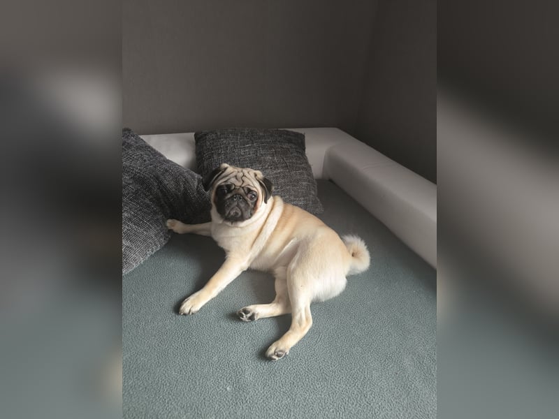 Mops Rüde