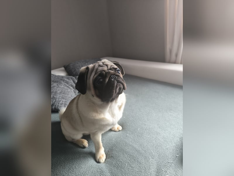 Mops Rüde