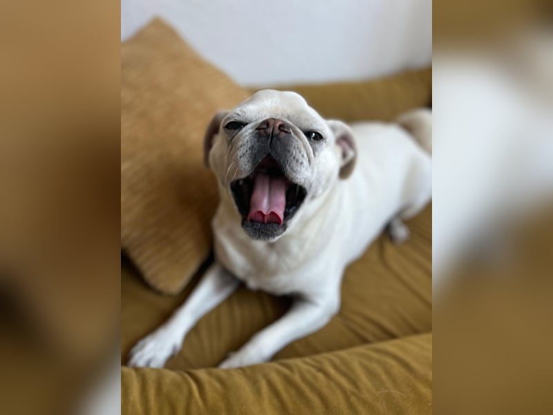 Liebenswerter Mopsrüde „Yoda“ sucht neues Zuhause