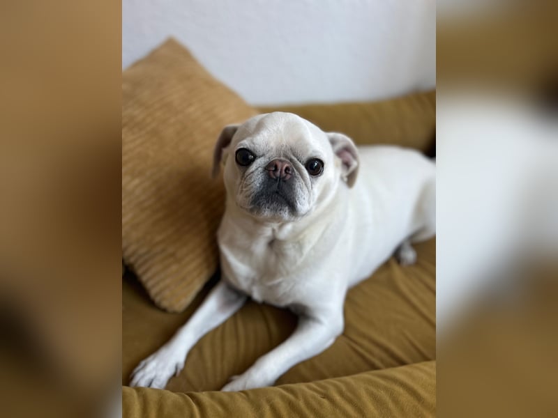 Liebenswerter Mopsrüde „Yoda“ sucht neues Zuhause