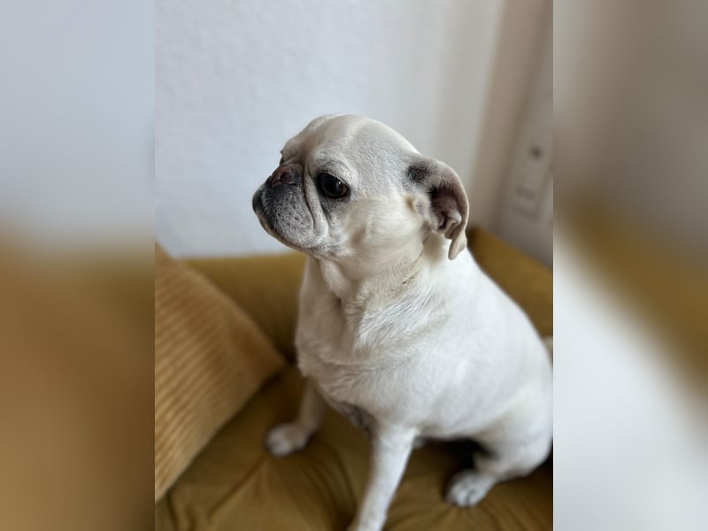 Liebenswerter Mopsrüde „Yoda“ sucht neues Zuhause