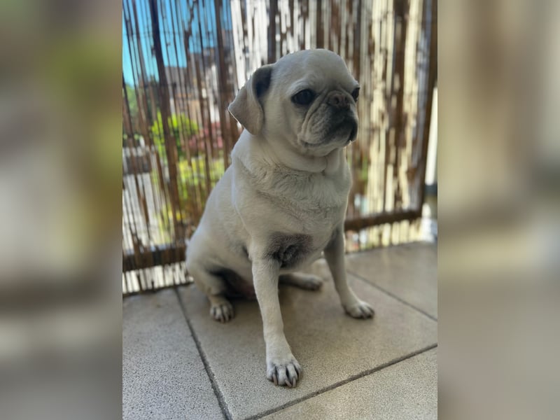 Liebenswerter Mopsrüde „Yoda“ sucht neues Zuhause