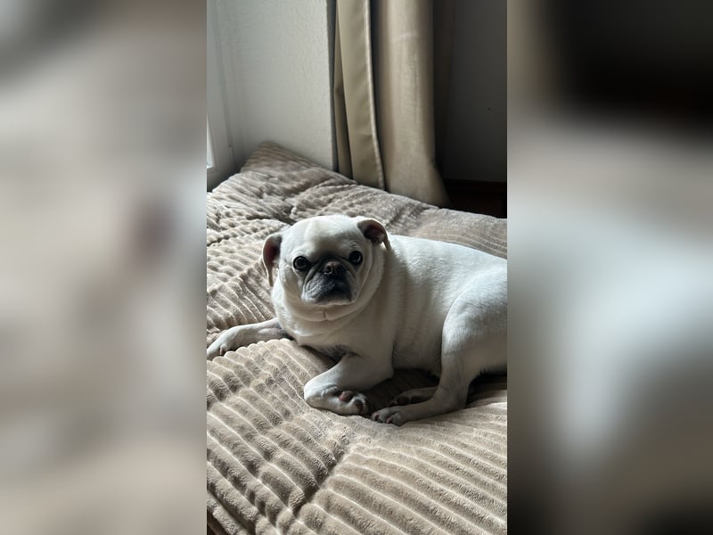 Liebenswerter Mopsrüde „Yoda“ sucht neues Zuhause