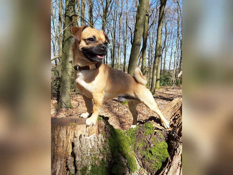 Olli sucht ein Zuhause