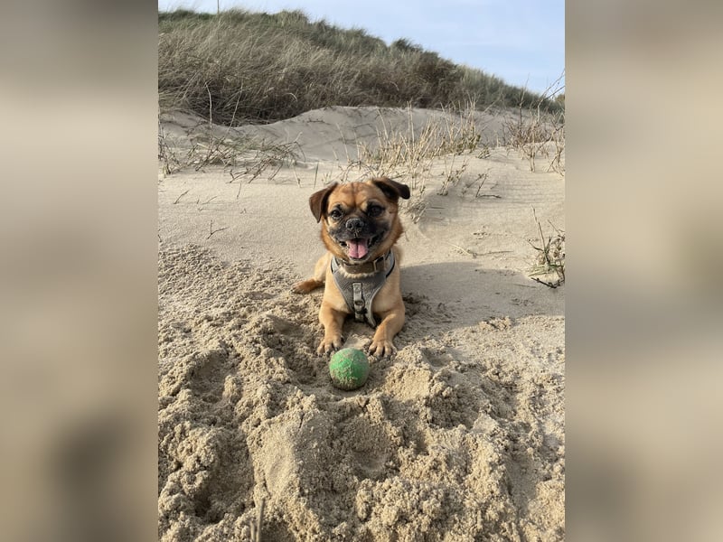 Olli sucht ein Zuhause