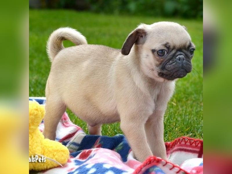 Mops welpen