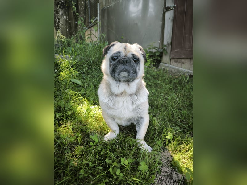 Teddy sucht ein neues Zuhause