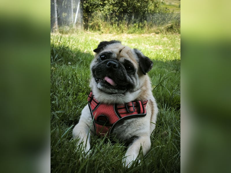 Teddy sucht ein neues Zuhause